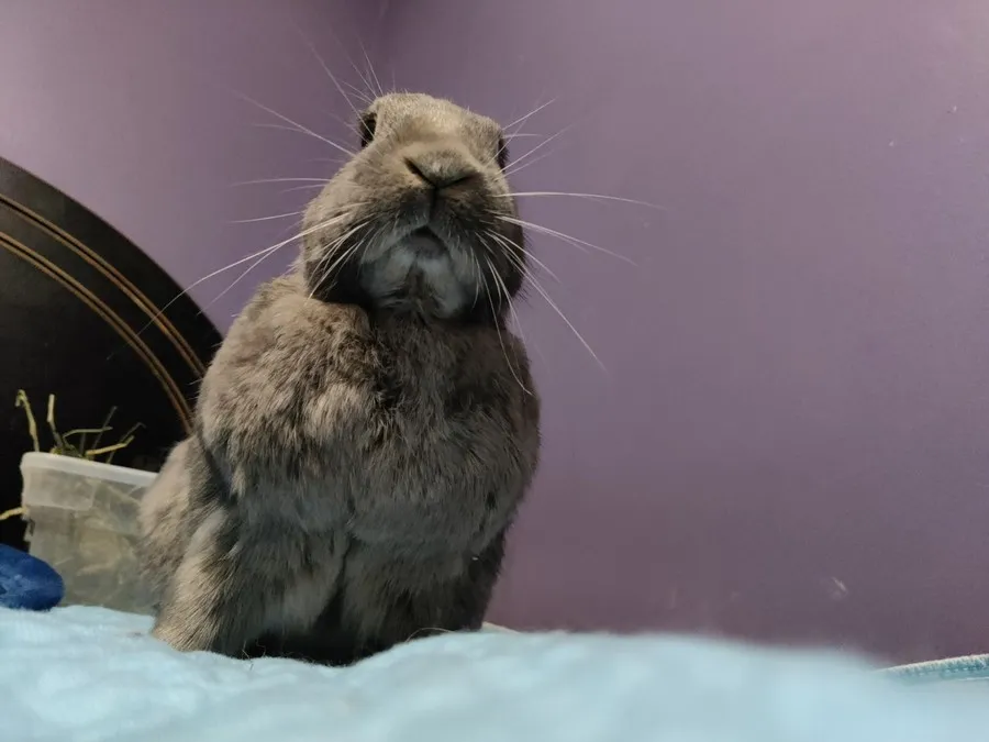 Leo in the room he shared with his person, one frame from thousands of ordinary days together