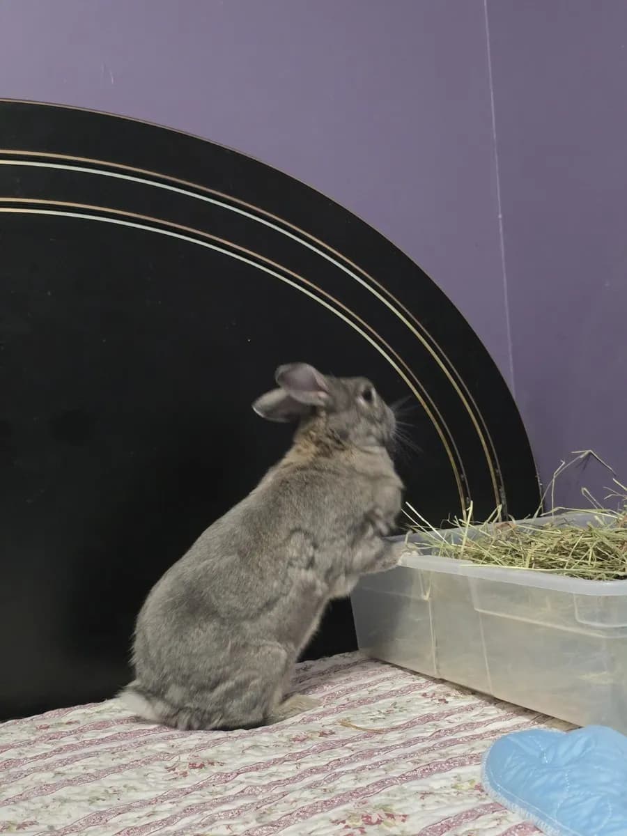 Leo in the room he shared with his person, one frame from thousands of ordinary days together