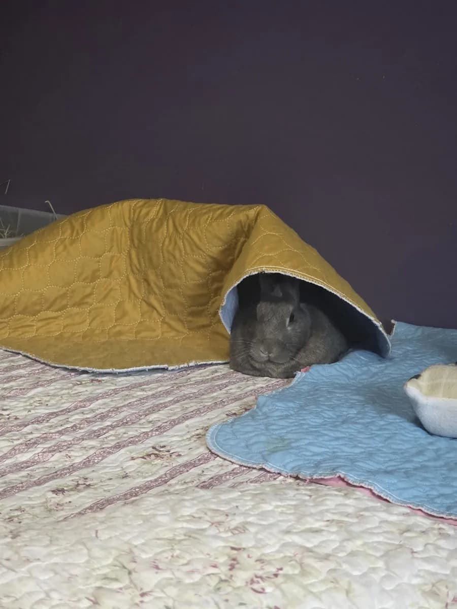 Leo in the room he shared with his person, one frame from thousands of ordinary days together