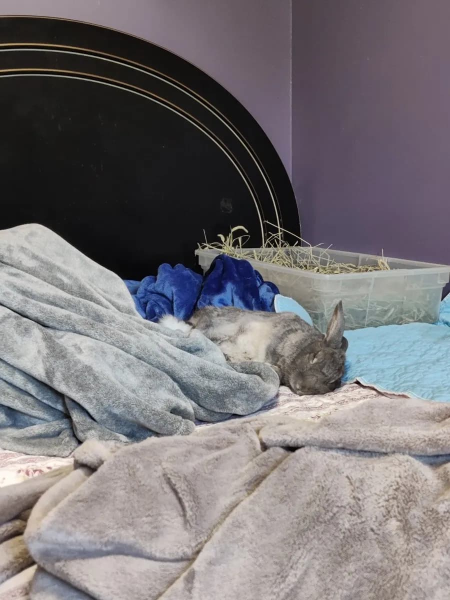 Leo in the room he shared with his person, one frame from thousands of ordinary days together