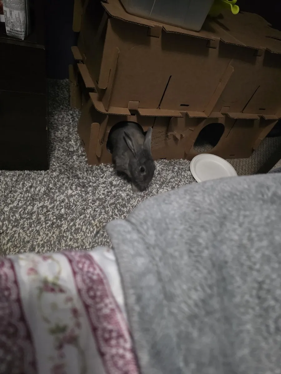 Leo in the room he shared with his person, one frame from thousands of ordinary days together