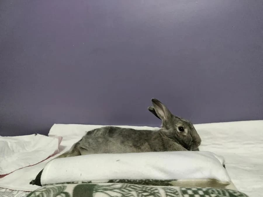 Leo in the room he shared with his person, one frame from thousands of ordinary days together