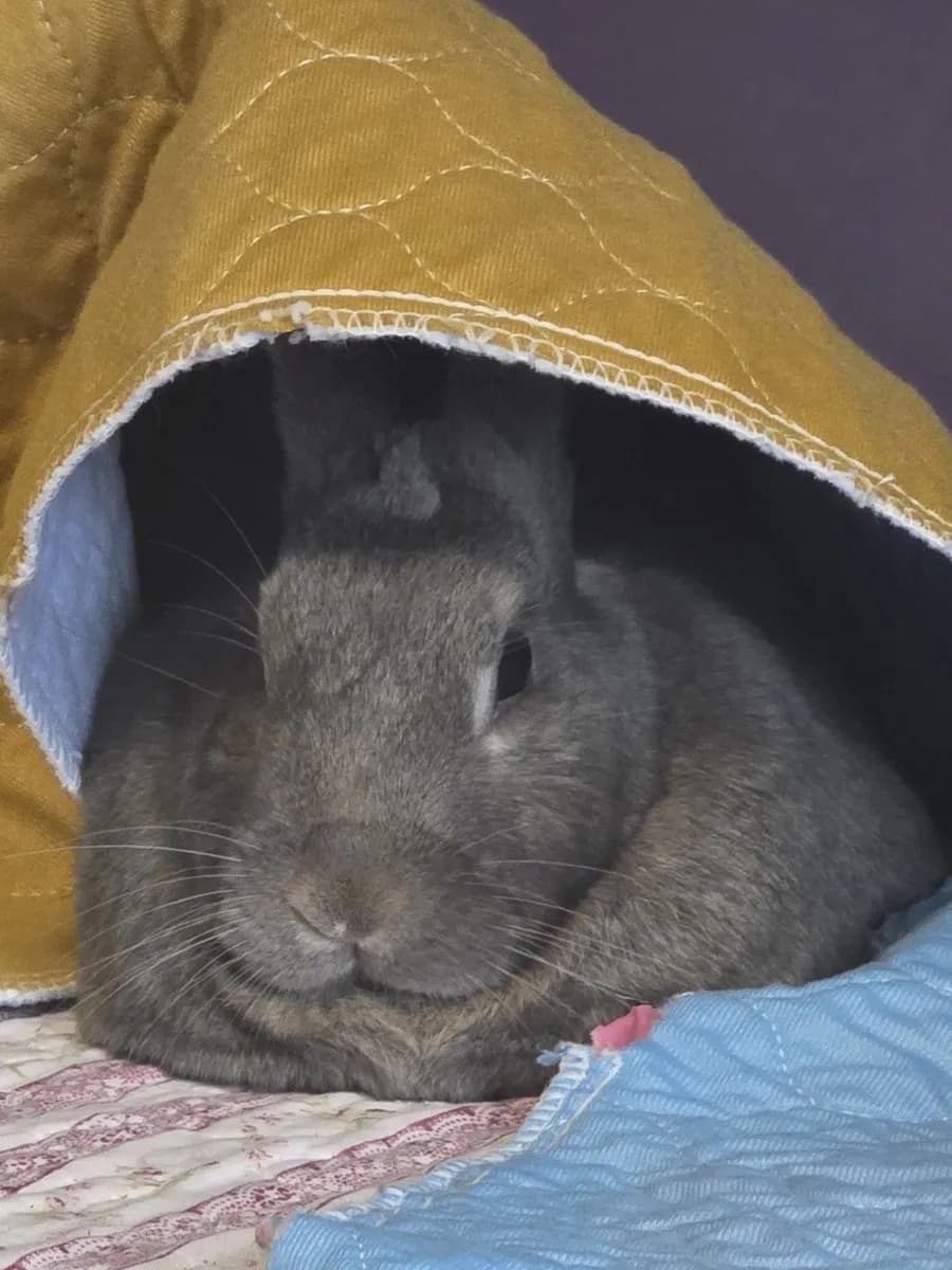 Leo in the room he shared with his person, one frame from thousands of ordinary days together