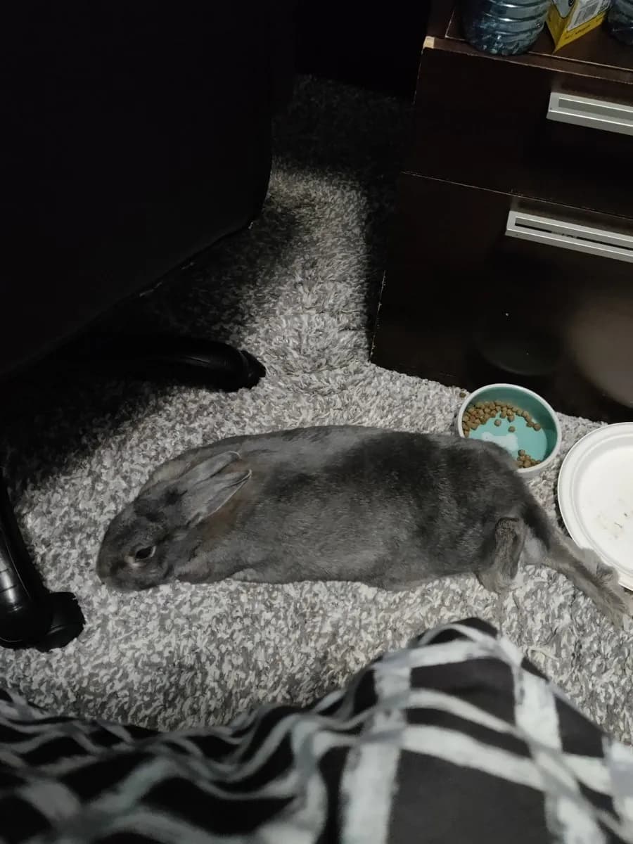 Leo in the room he shared with his person, one frame from thousands of ordinary days together