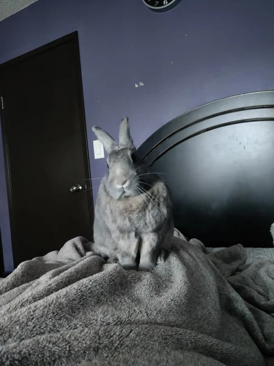 Leo in the room he shared with his person, one frame from thousands of ordinary days together