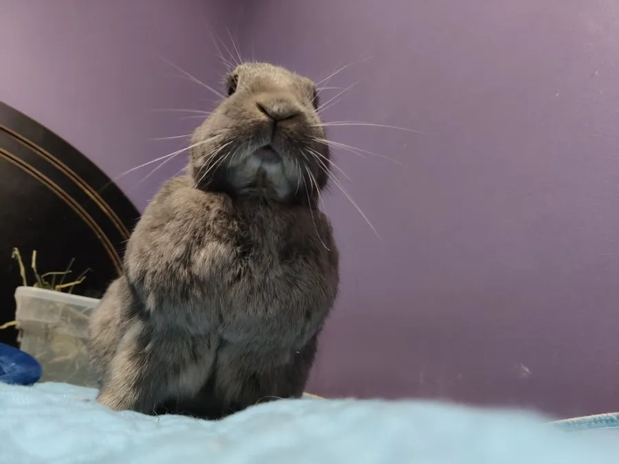 Leo in the room he shared with his person, one frame from thousands of ordinary days together
