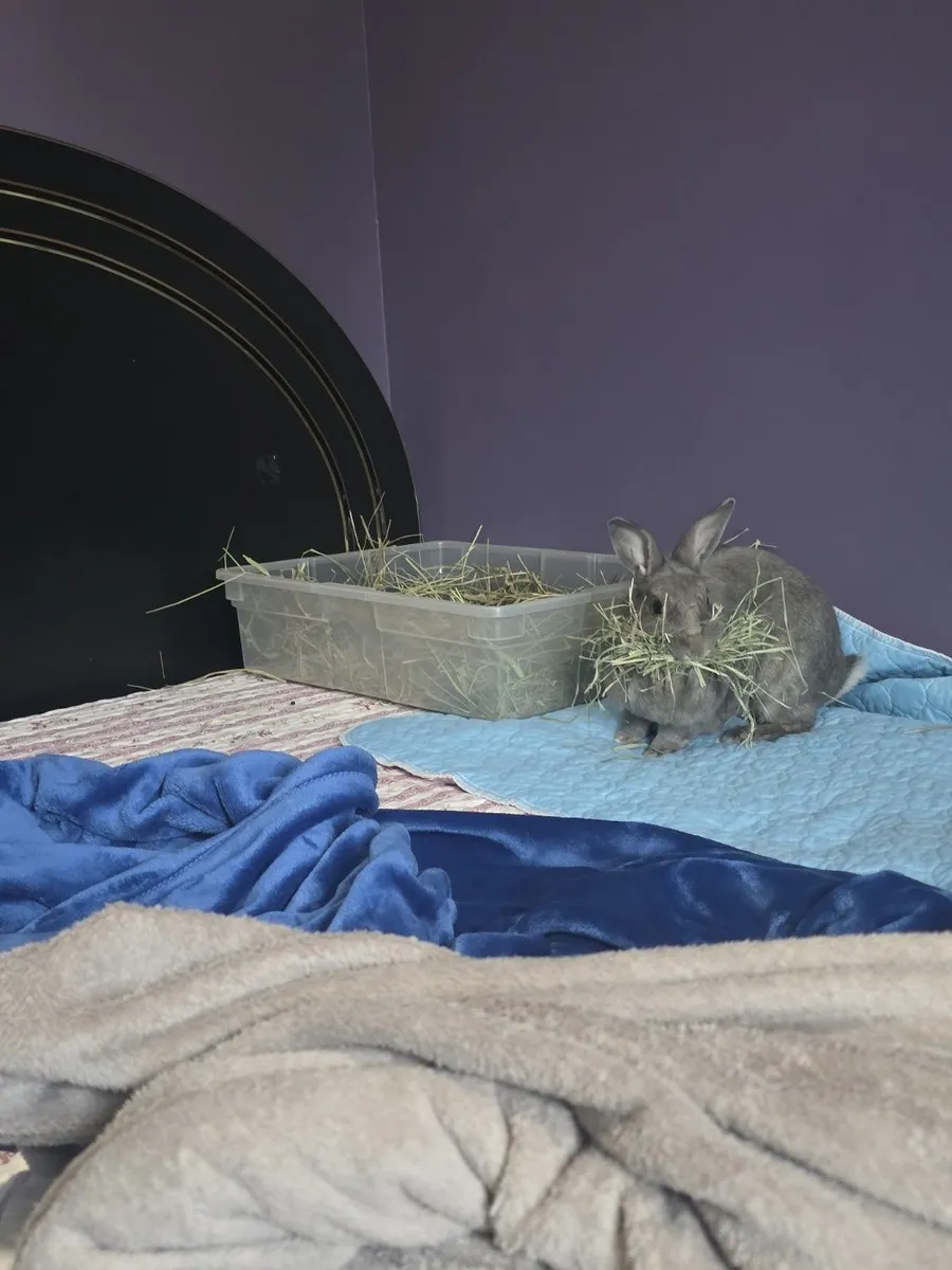 Leo in the room he shared with his person, one frame from thousands of ordinary days together