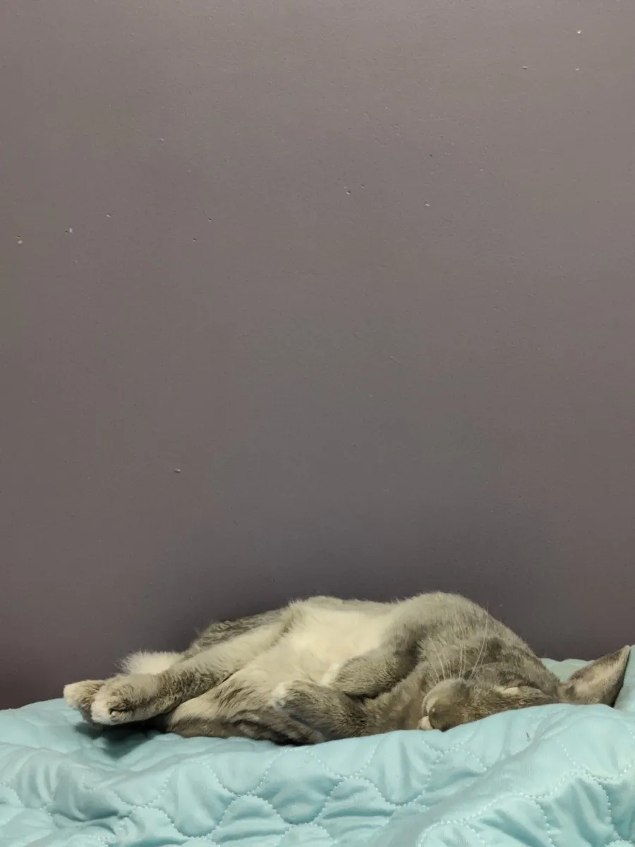 Leo in the room he shared with his person, one frame from thousands of ordinary days together