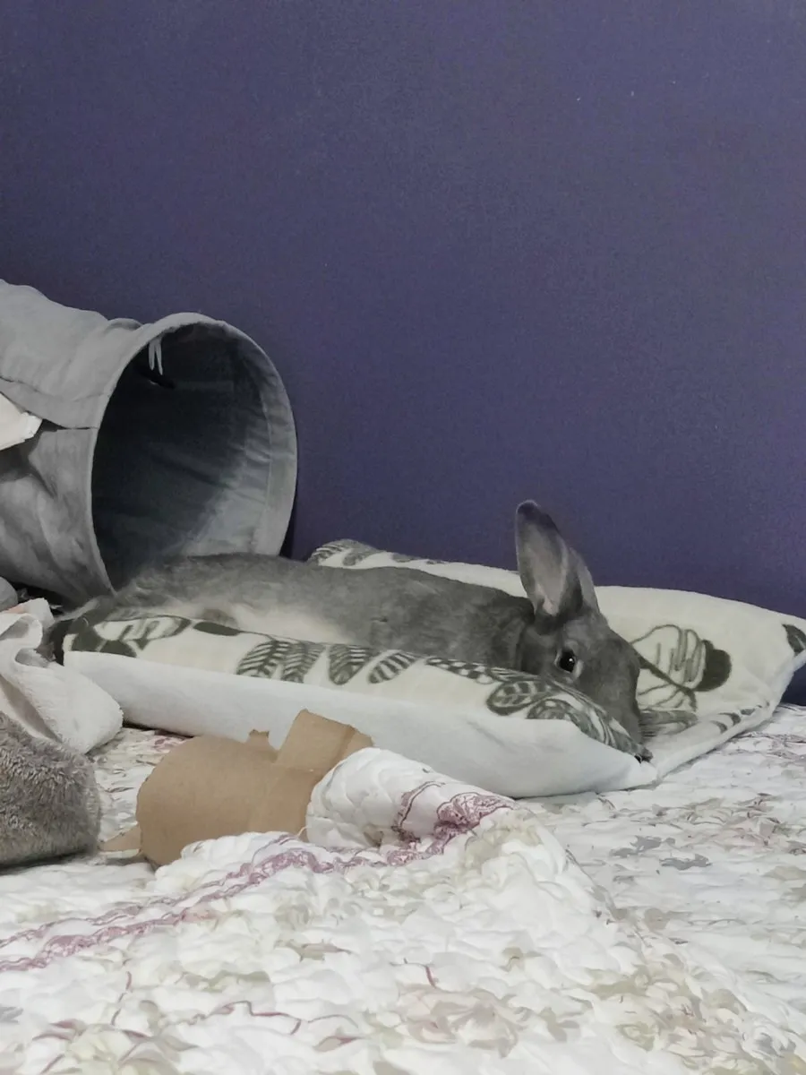 Leo in the room he shared with his person, one frame from thousands of ordinary days together