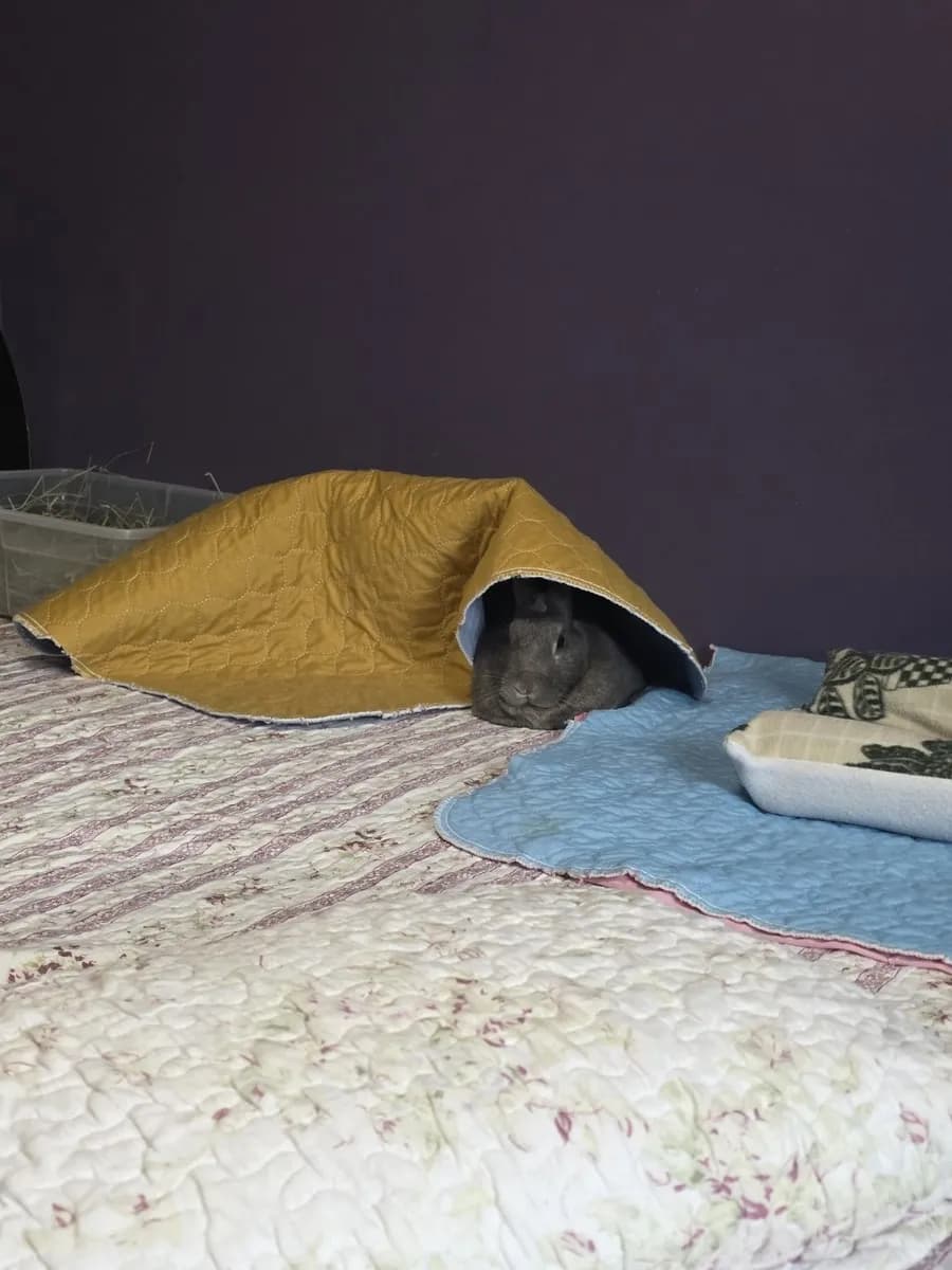 Leo in the room he shared with his person, one frame from thousands of ordinary days together
