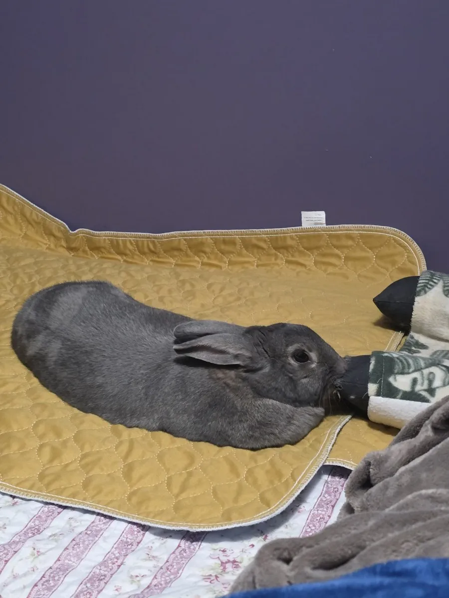 Leo in the room he shared with his person, one frame from thousands of ordinary days together