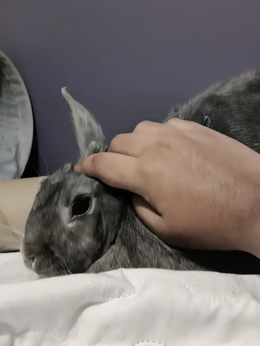 Leo in the room he shared with his person, one frame from thousands of ordinary days together
