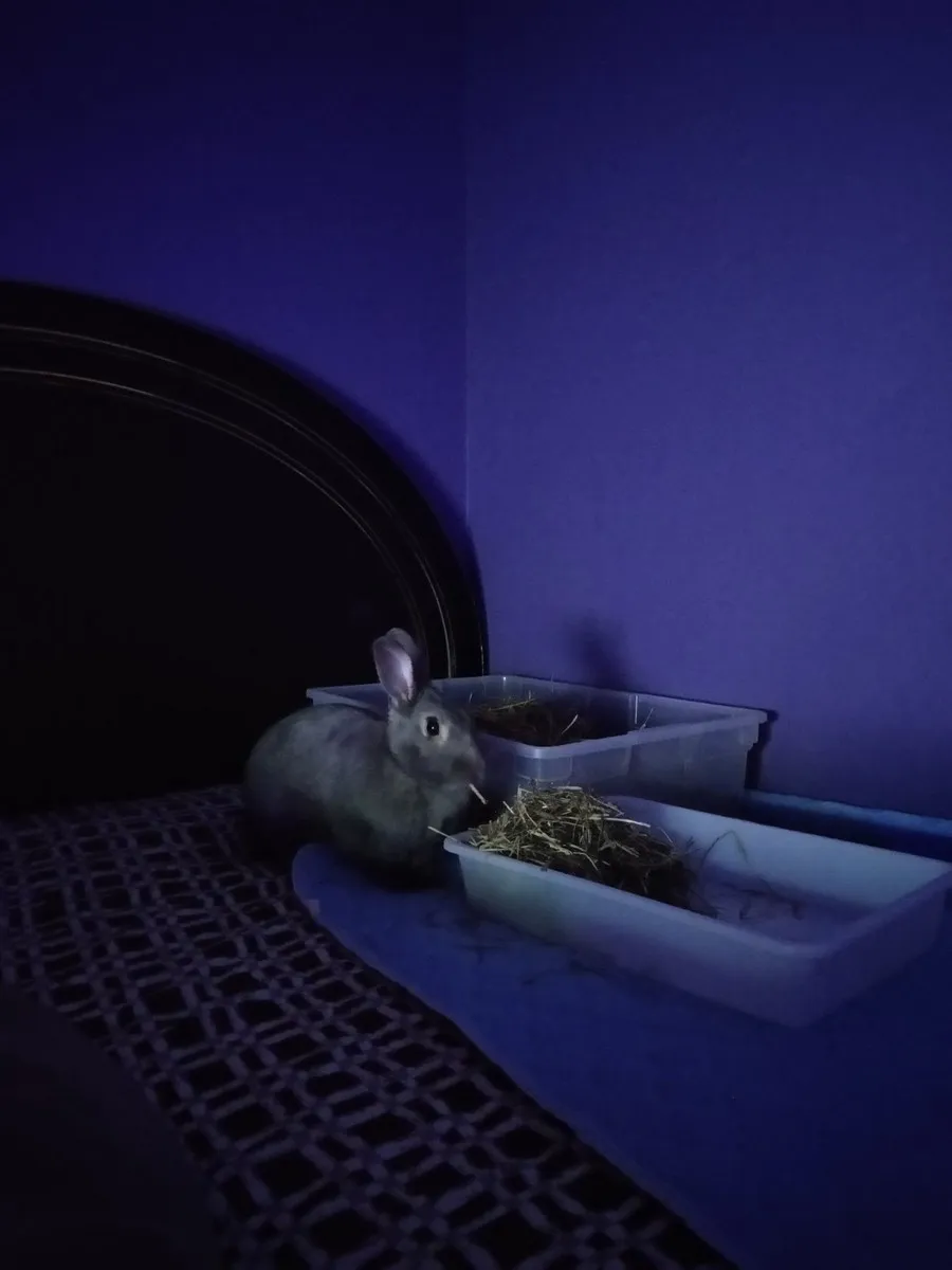 Leo in the room he shared with his person, one frame from thousands of ordinary days together