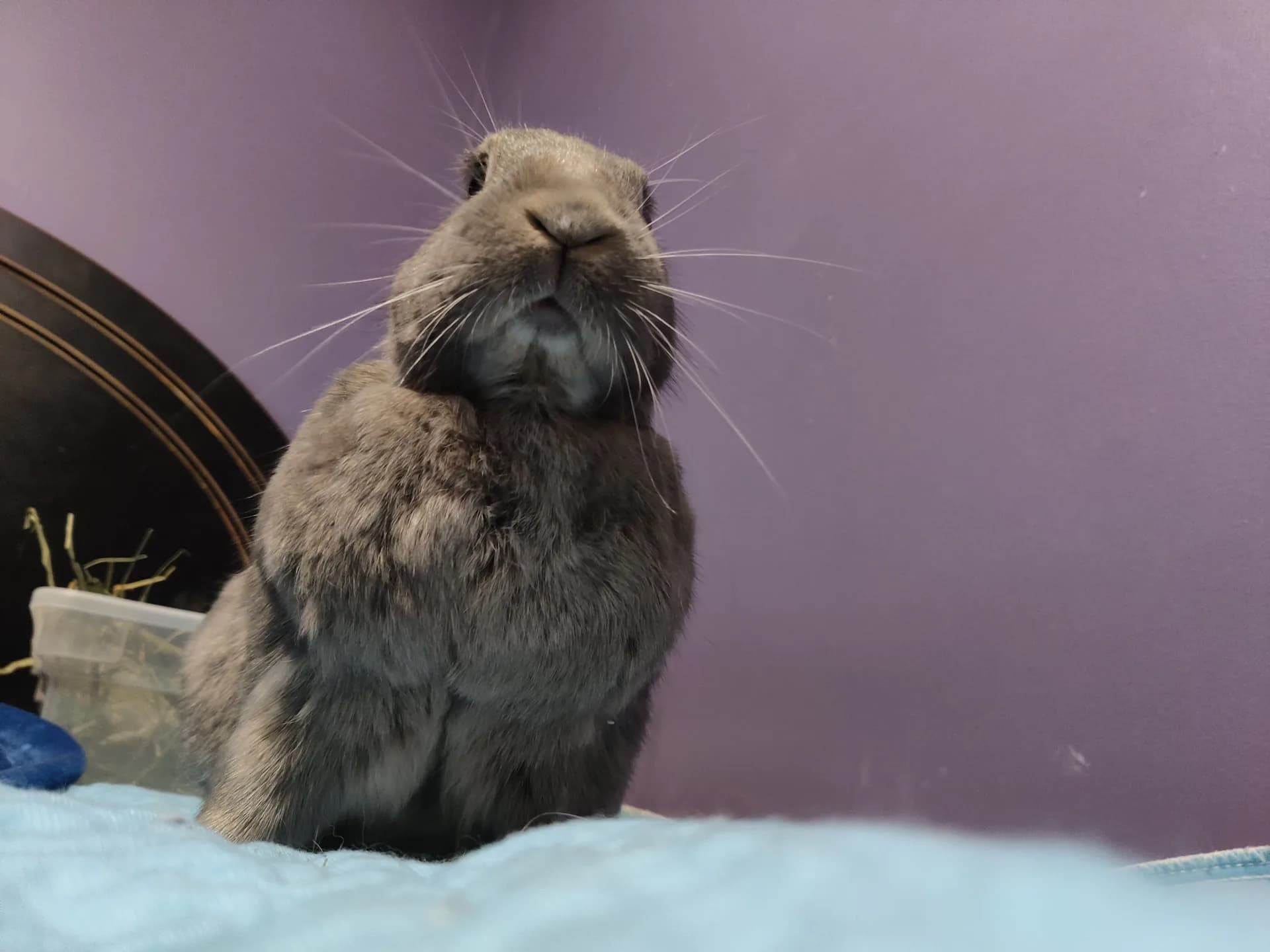 Leo, a grey Rex rabbit, sitting tall on a blue blanket in the room he shared with his person, his whiskers catching the light