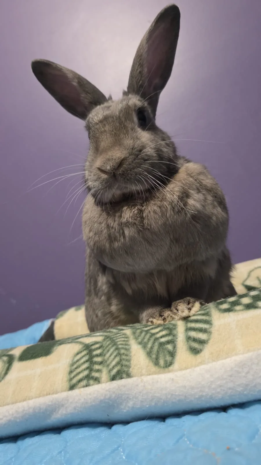 Leo sitting upright on a leaf-patterned blanket, ears tall, looking into the camera