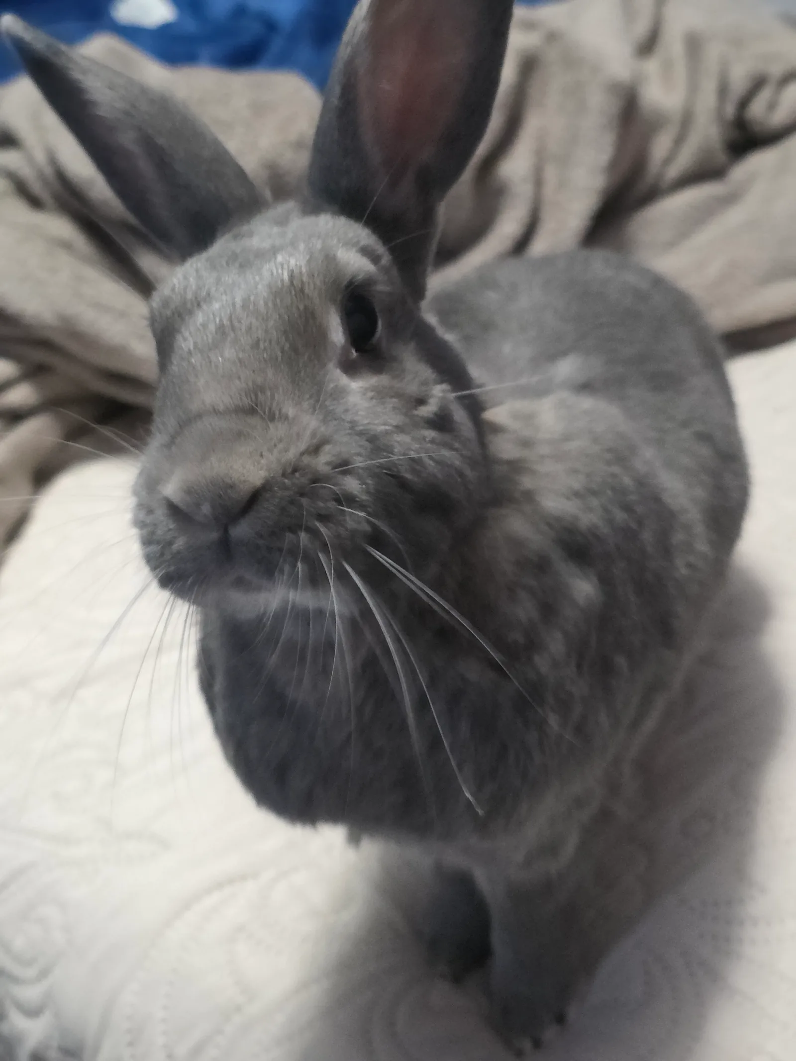 A close view of Leo looking up, his dark eye, pale whiskers and dense grey Rex coat in soft focus
